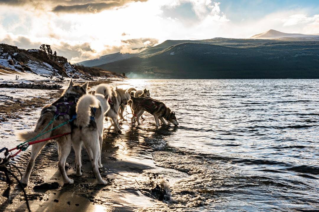 Boreal Kennels