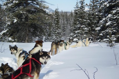 Wilderness Cabin-Based Dogsledding