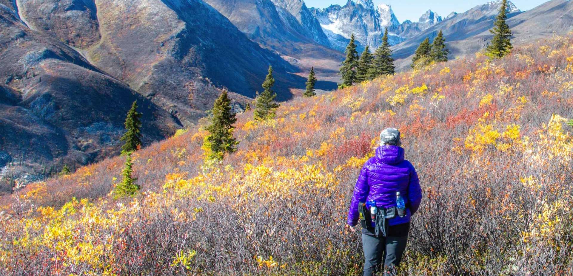 Tours of Yukon Wild