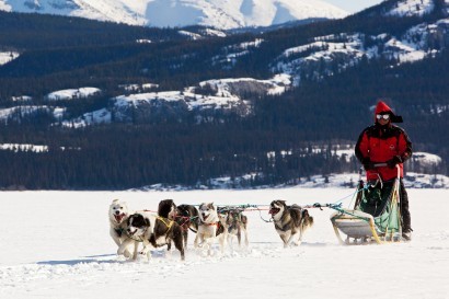 dog sledding tours whitehorse