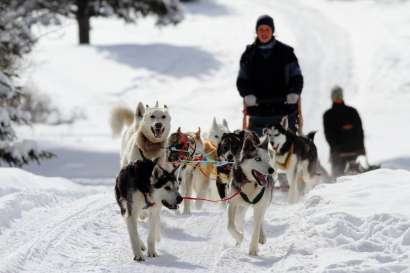 3-Day Touch of Winter Dog Sledding Adventure