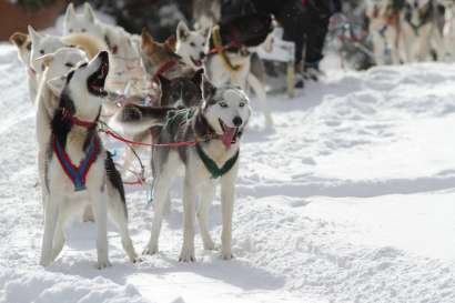 7-Day Husky Adventure