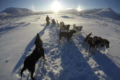 “Sit in the Sled” Dog sled tours
