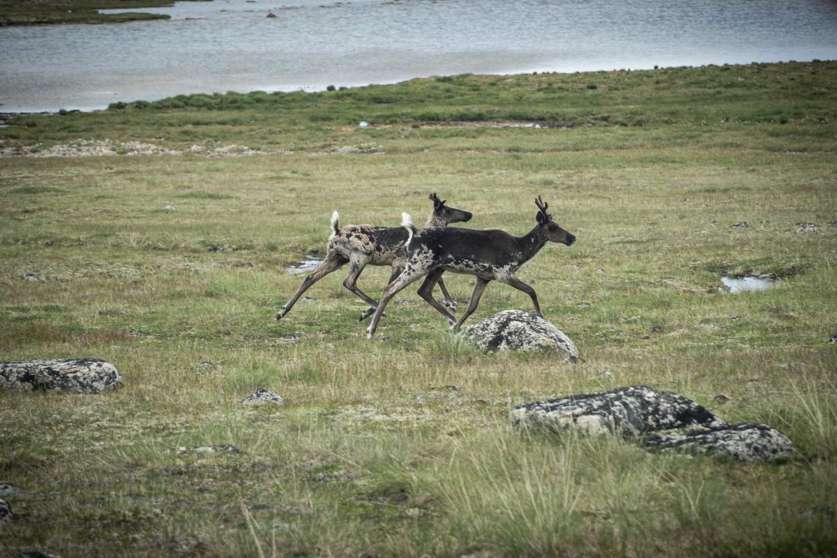 Yukon Alpine Adventures