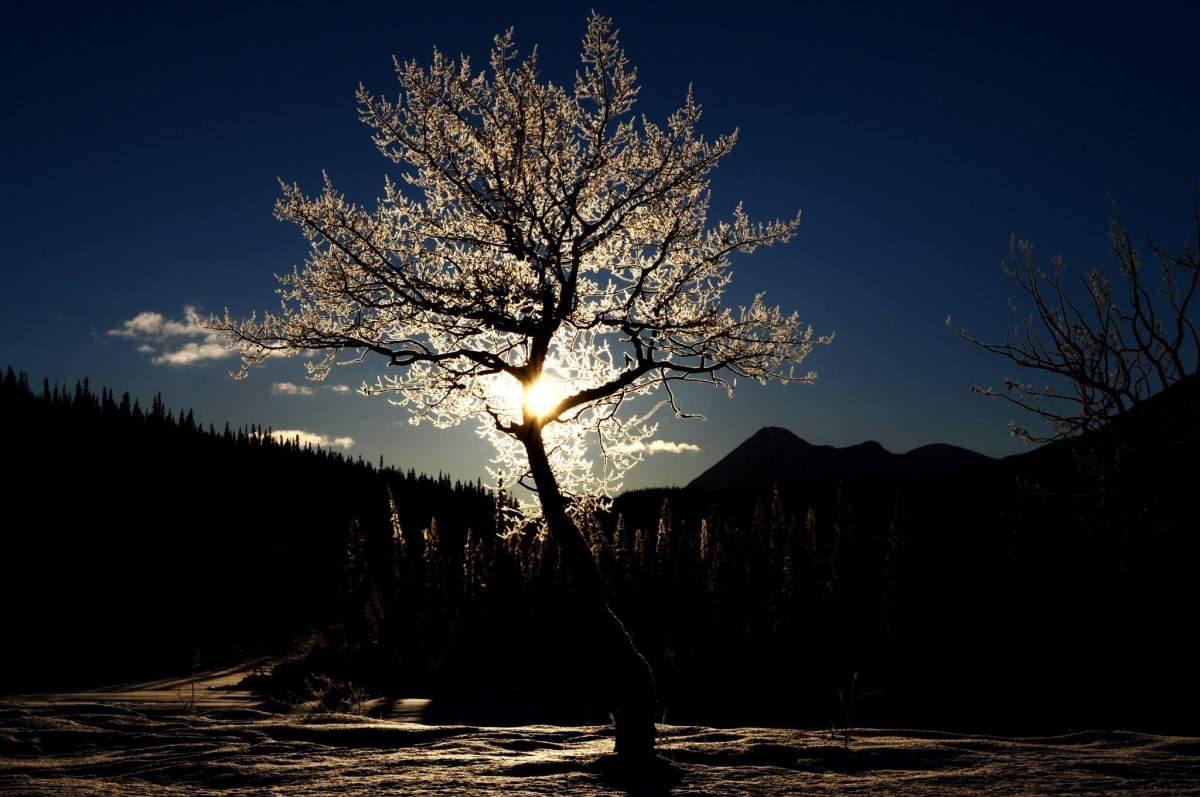 Yukon Tours