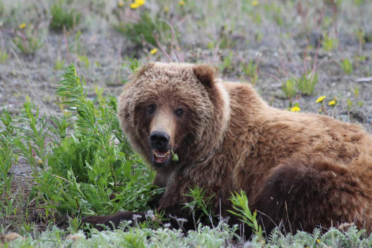 Yukon Tours