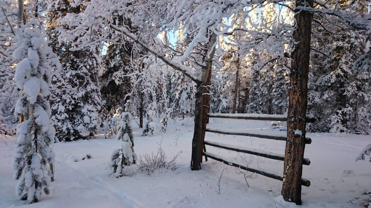 Yukon Tours