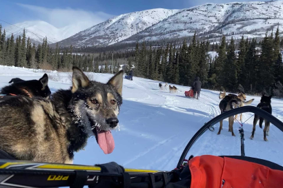 The ultimate dog sledding experience
