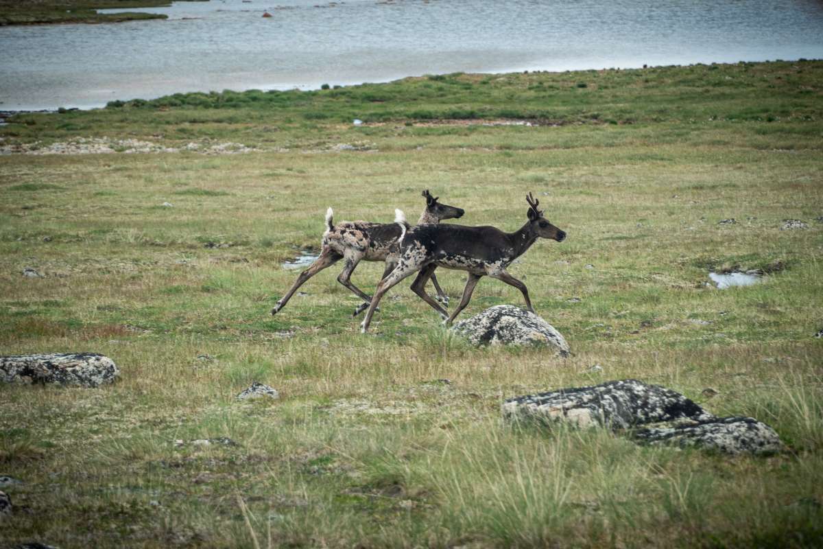 A Path Carved by Caribou