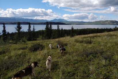 Hiking with Huskies Combination